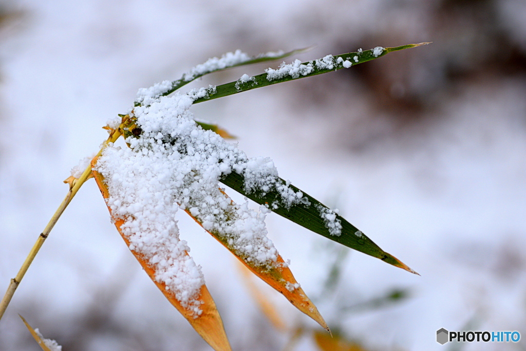 嬉しい雪