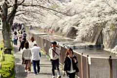 満開の桜⑨