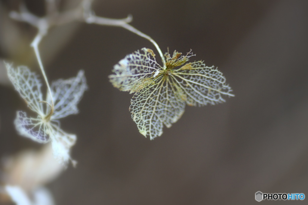 1月の紫陽花