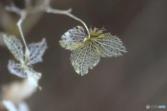 1月の紫陽花