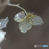 1月の紫陽花