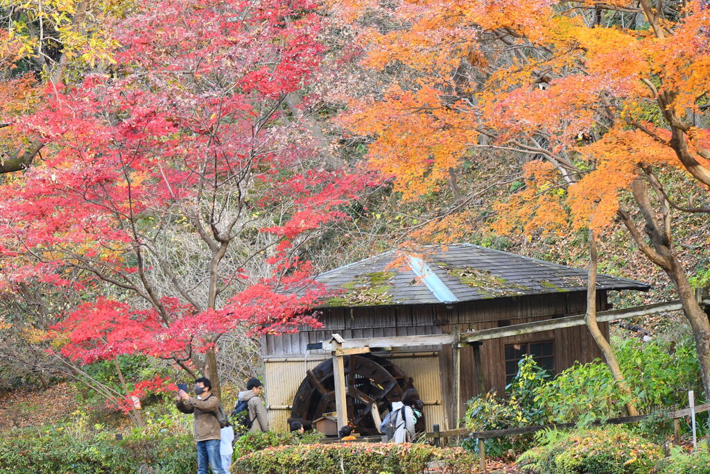 紅葉狩り（子供は何人いますか？）