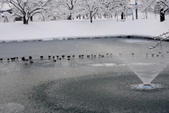 カモさんの行列