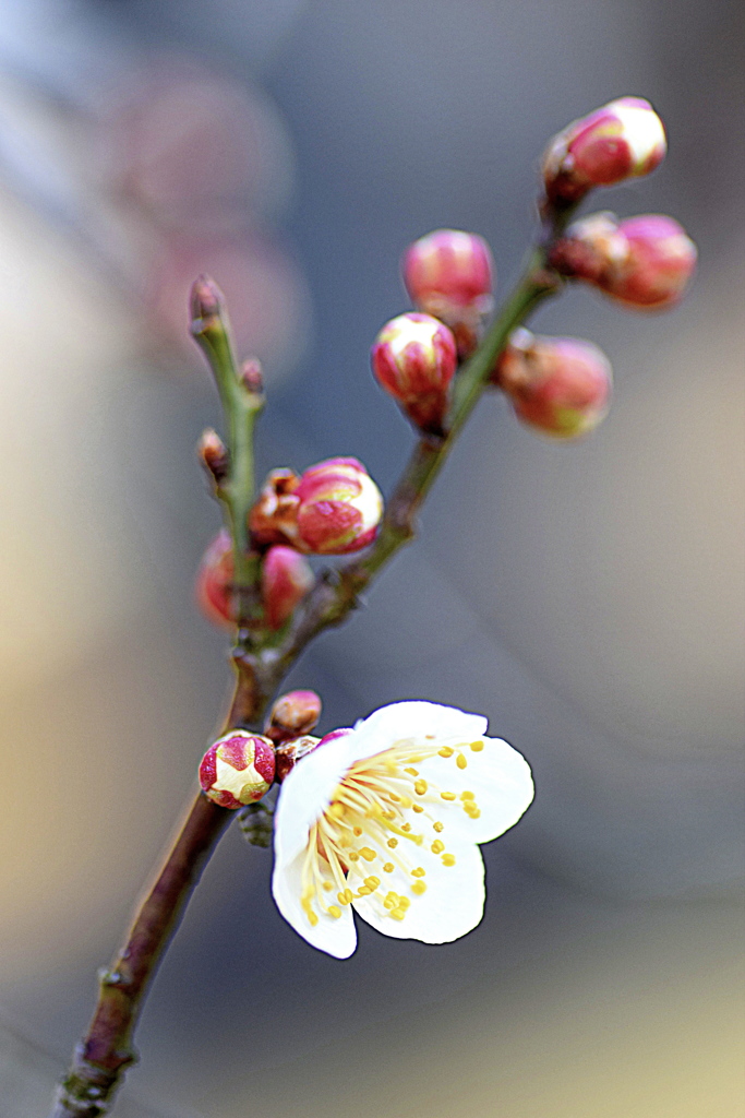 梅の花