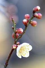 梅の花