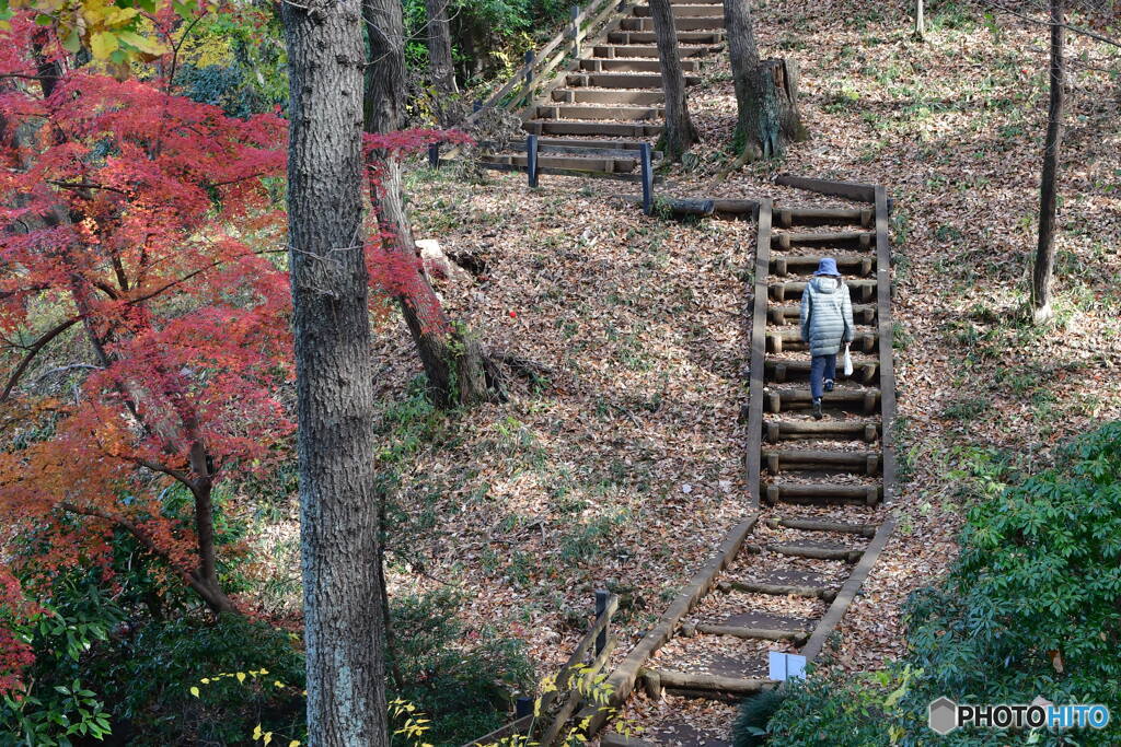 薬師池公園の散歩道