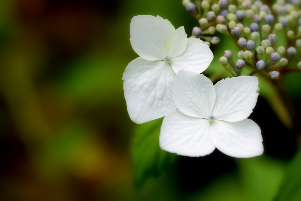 白い紫陽花