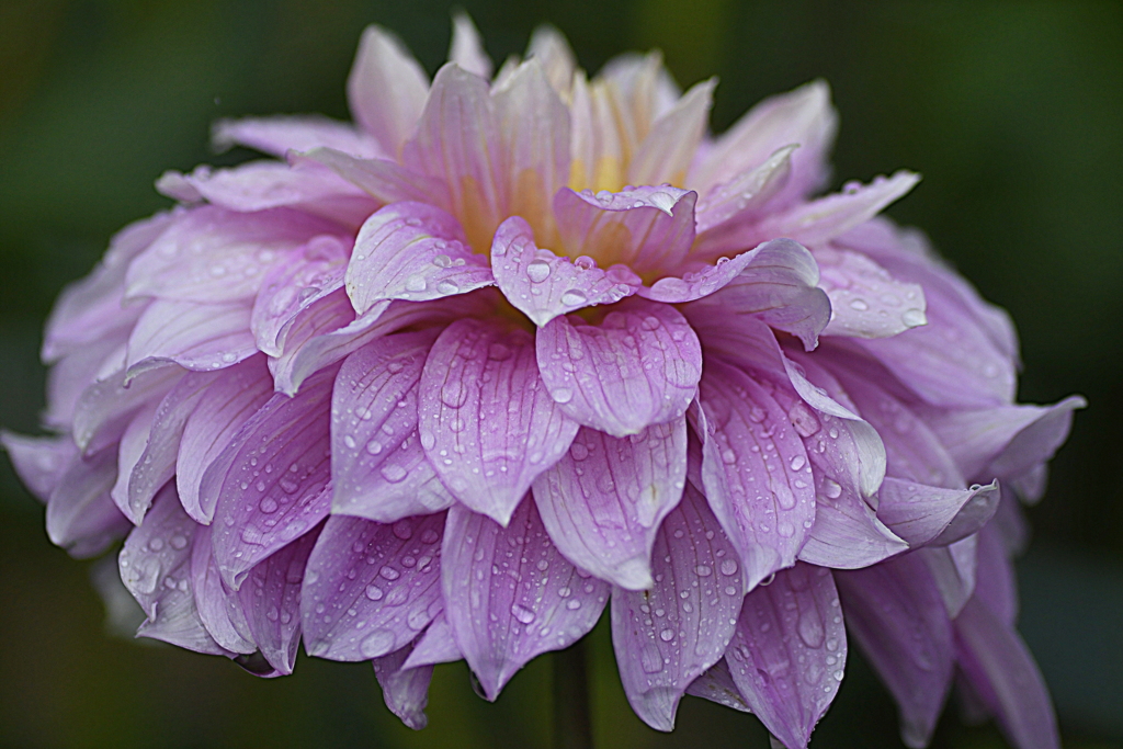 オーロラピンク