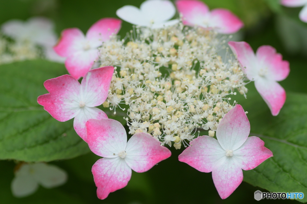 ピンクの紫陽花