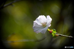 公園の桜(9月14日撮影）