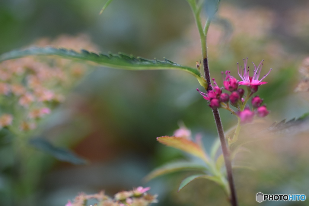 ピンクのお花