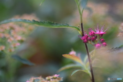 ピンクのお花