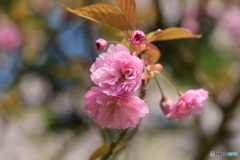 今朝の八重桜