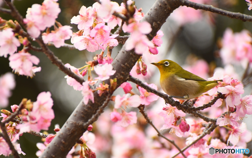 河津桜と メジロちゃん