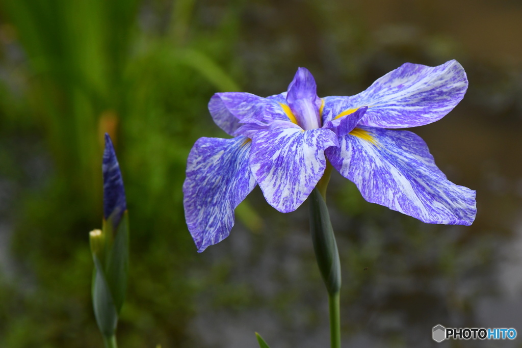 花菖蒲