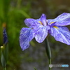 花菖蒲