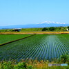 6月の 田んぼと月山