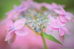 紫陽花 ①