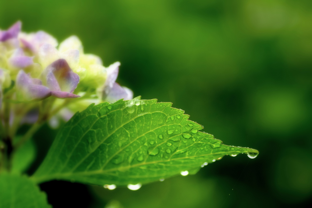 雨の朝のお散歩