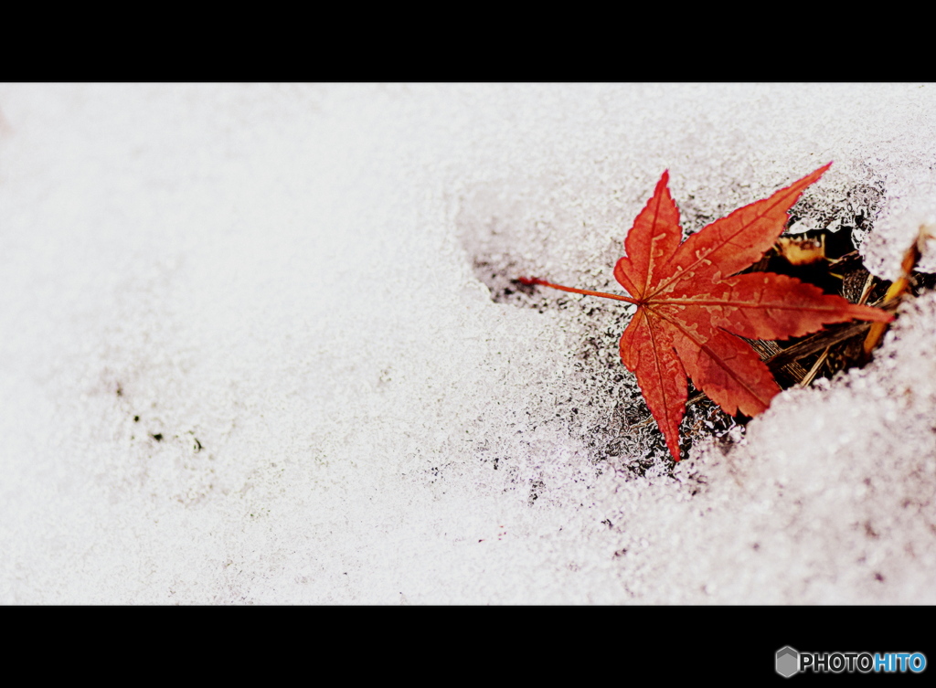 雪とモミジ