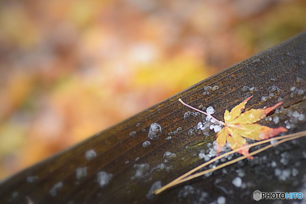 雪の朝