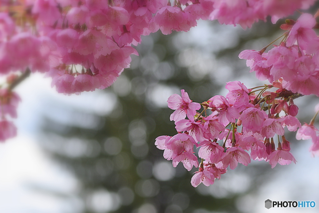 桜