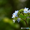 深山八重紫