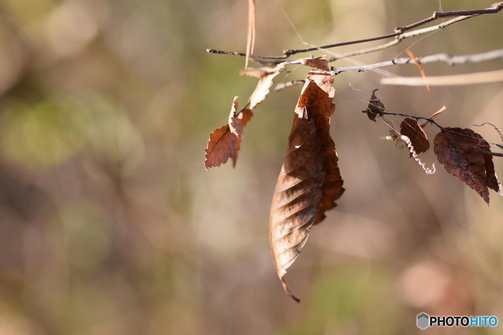 最後まで生き延びたい