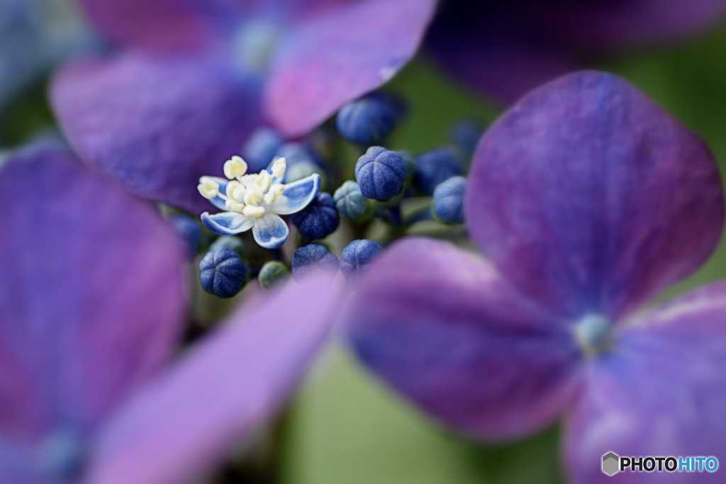 紫陽花