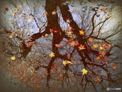 水溜りのキャンバス