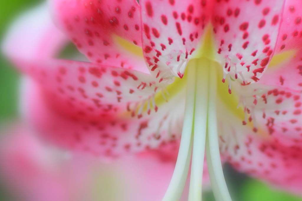 百合の花
