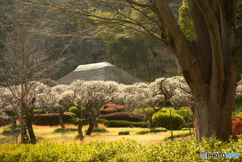 薬師池公園の梅