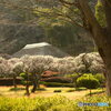 薬師池公園の梅