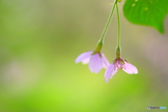 いつまでも楽しませてくれてありがとう ②