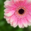 ピンクの花