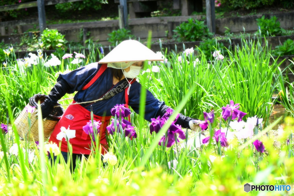 花柄摘み