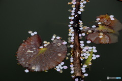 お堀に散った 桜の花びら