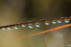 雨上がり