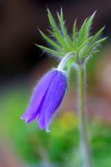 青いお花