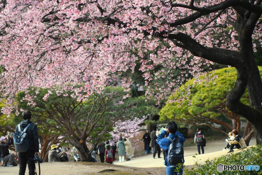 桜を撮る