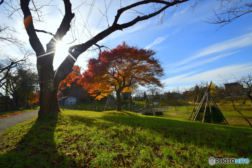 紅葉と 雪囲い
