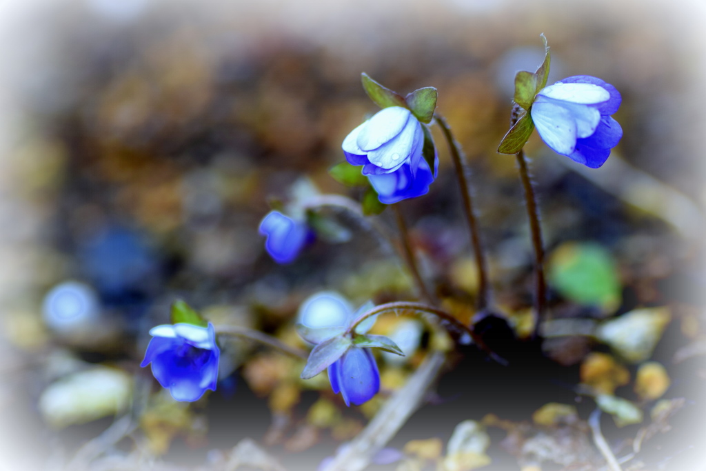 青いお花