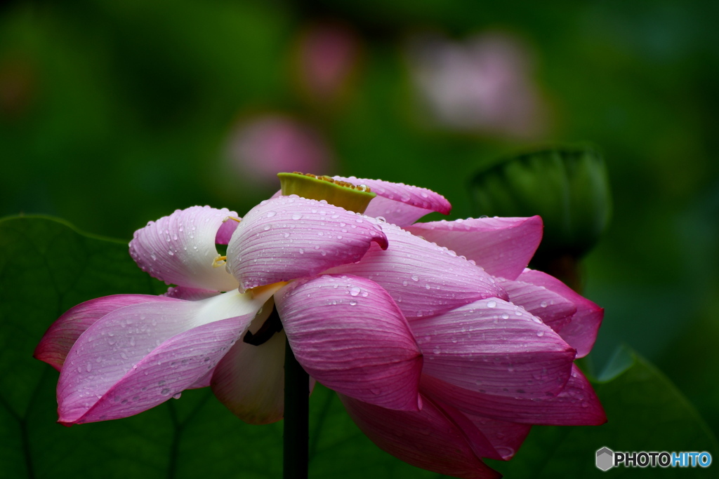 蓮の花