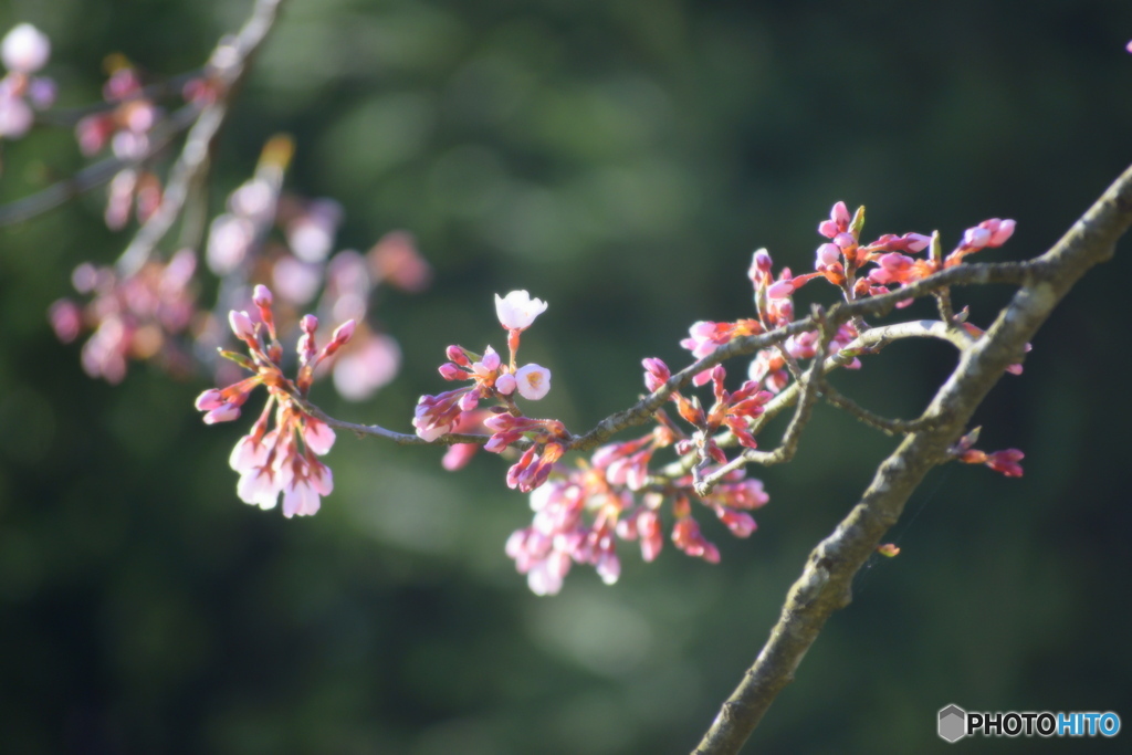 桜の開花2日目です