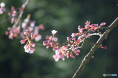 桜の開花2日目です