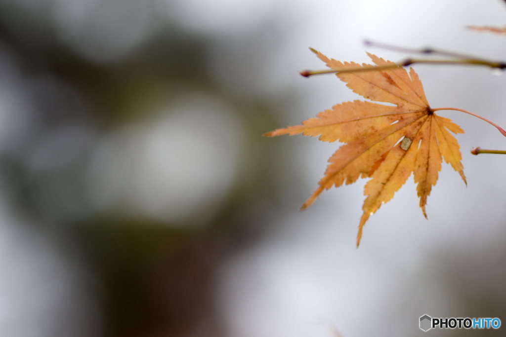 じゃんけんポン