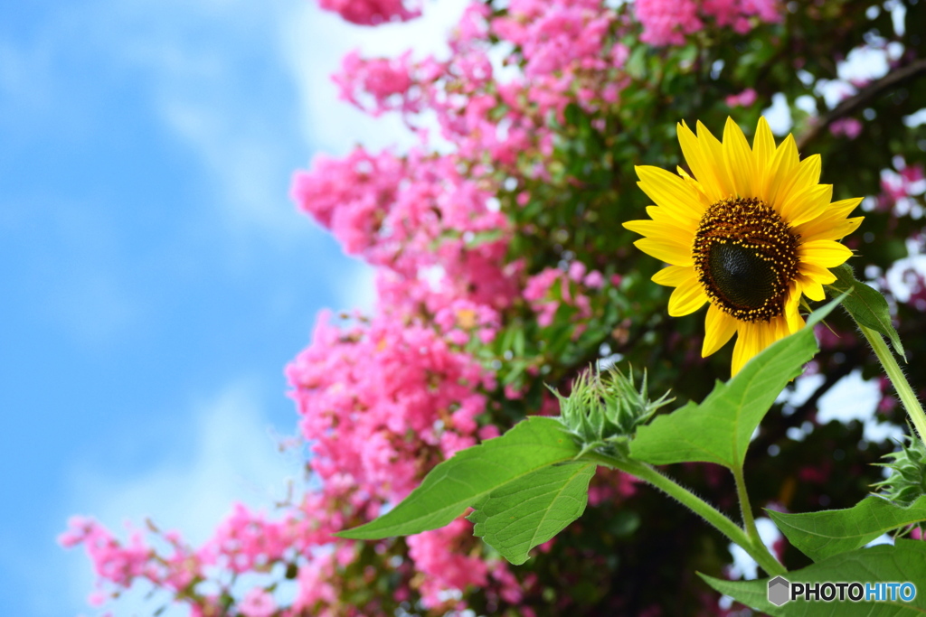 青空と 夏のお花