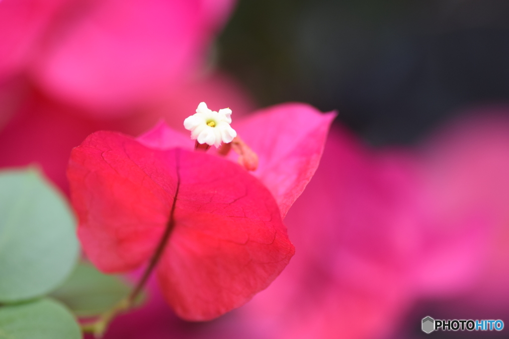 ブーゲンビリア