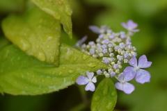 雨の日の紫陽花  ①