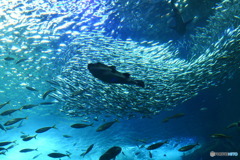 江ノ島水族館